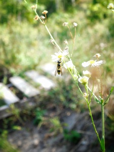 Wasp on Flower
