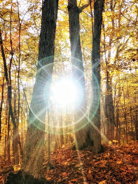 Sunset in the trees by Mel Green Photography