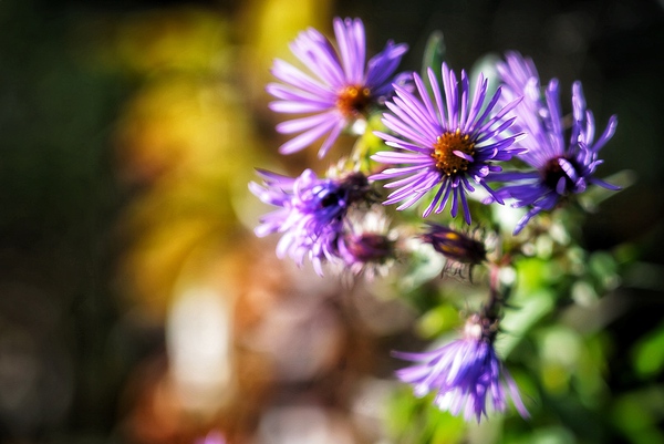 Purple Flower Haze by Mel Green Photography