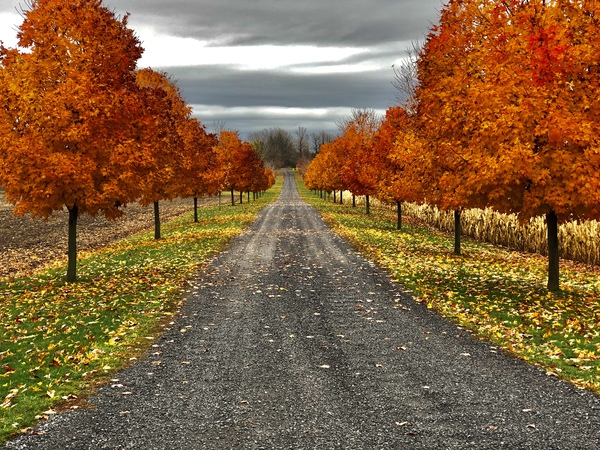 Fall Colours by Mel Green Photography