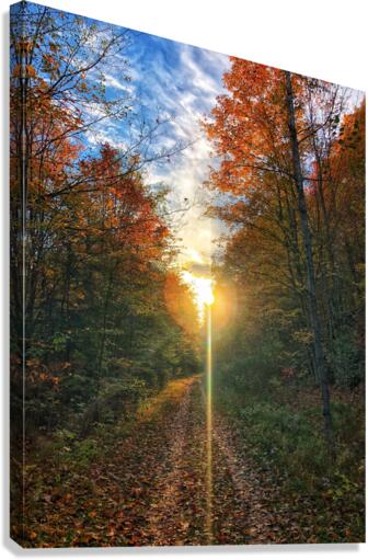 Fall Trail Canvas Print