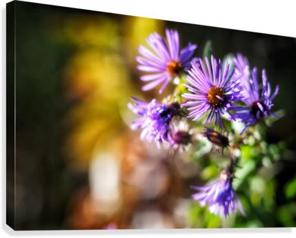 Purple Flower Haze Canvas Print
