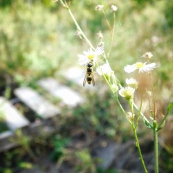 Wasp on Flower