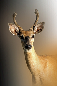 Young Velvet Buck
