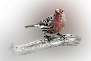 House Finch