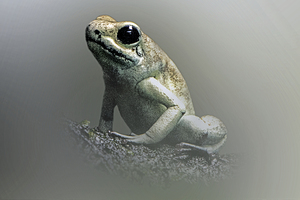 Muted Gleam of the Dart