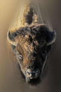 Silent Thunder in Portrait