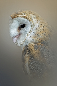 Textured Echoes of a Shy Gaze  