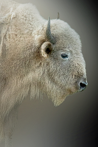 Blonde Bison