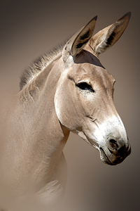 Wild Ass Portrait