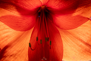Amaryllis By Morning