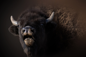 Bellowing