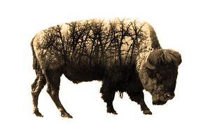 Brush Bison