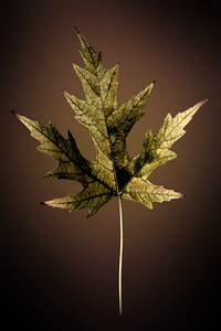 Leaf 