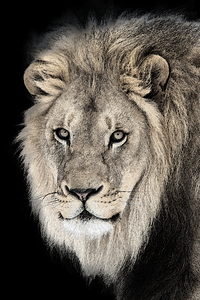 Courage