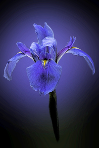 Iris Art