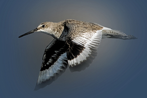 Or Willet