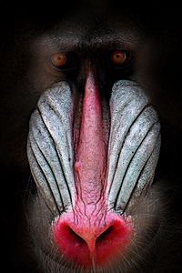 You are a Baboon and I am not