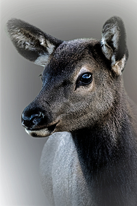 Eyes of the Young Elk