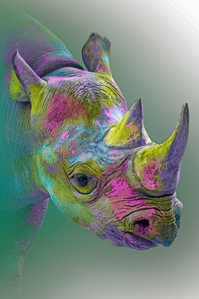 Colorful Black by B Zolle