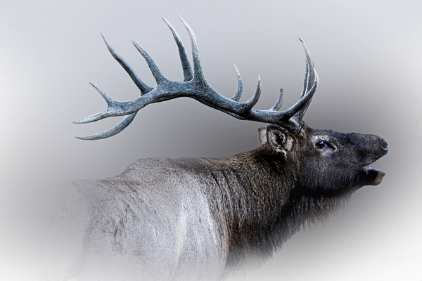 Courtship Call by B Zolle