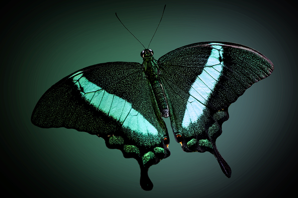 Emerald Beauty Print