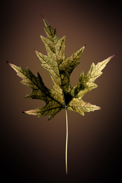 Leaf  Print