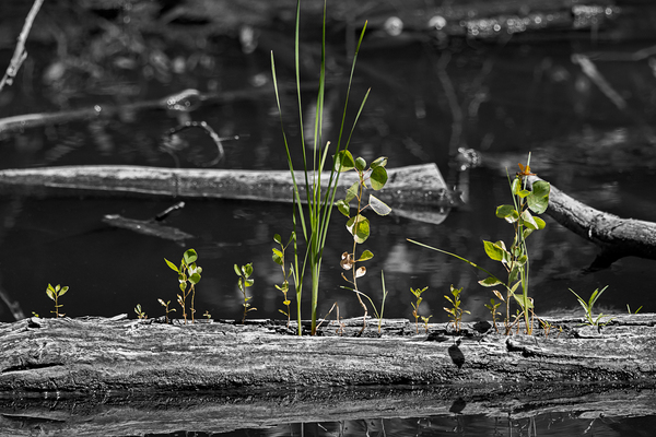 Life from the Decay Print