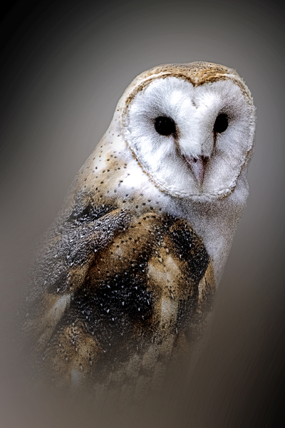 Owl Have You Know by B Zolle