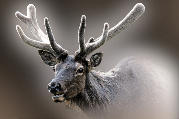Prepping For the Rut by B Zolle