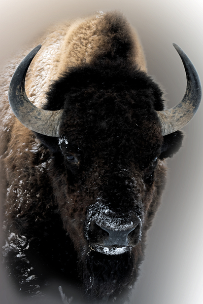 Warm Winter Coat  Print