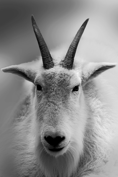 A Cloud with Horns Print