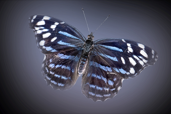 And Im Feeling Blue Print