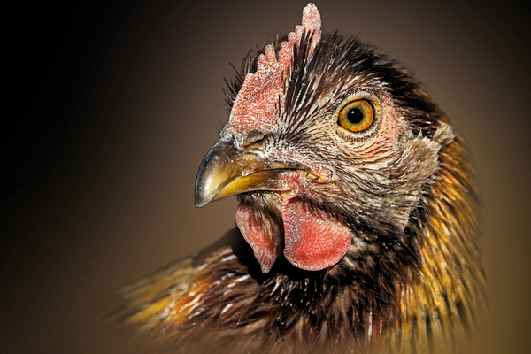 Cluck Cluck  Print