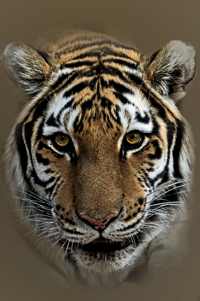 Fierce Print