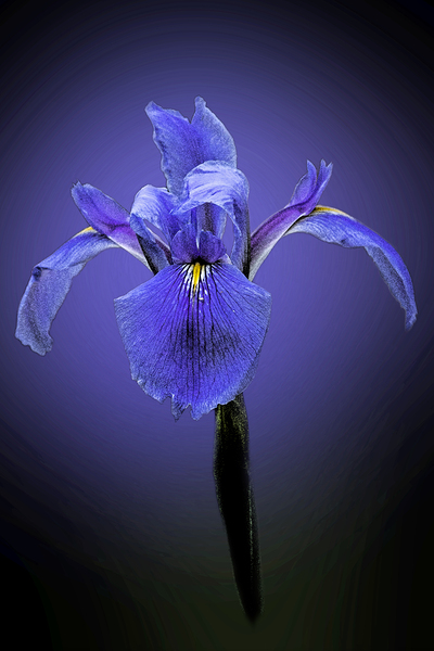 Iris Art Print