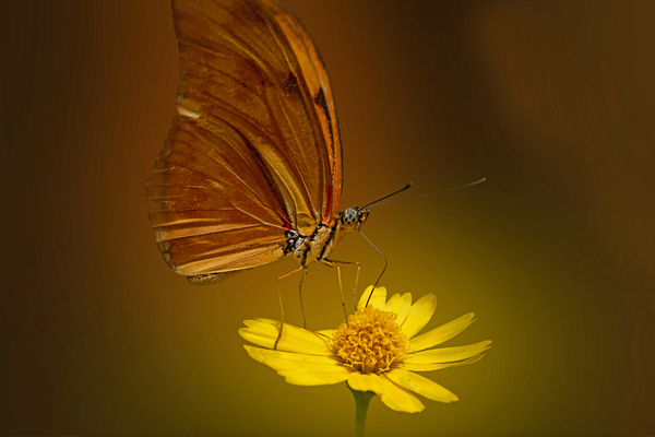 Julias Sip by B Zolle