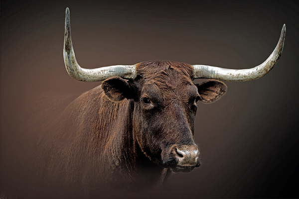 Long Horn Lady by B Zolle