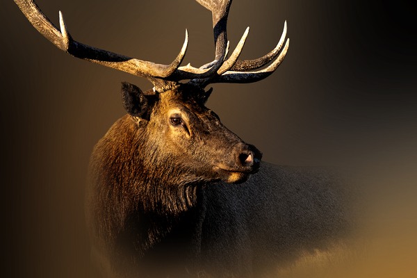 My Eyes Are Down Here Print