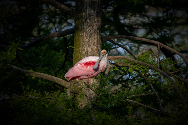 Spoonbill Print