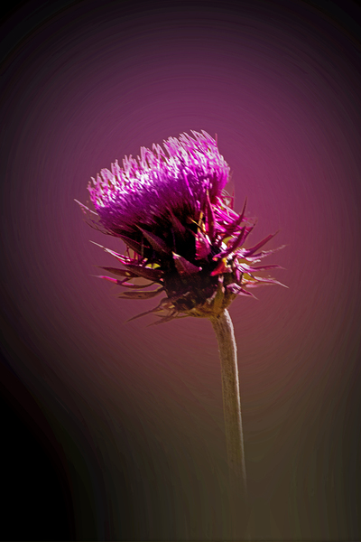 Thistle Do Print