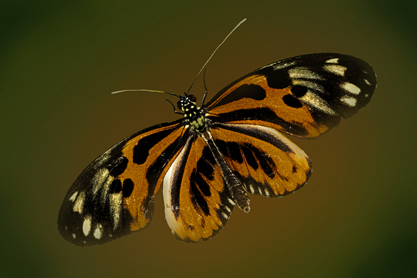 Tiger Wing Print