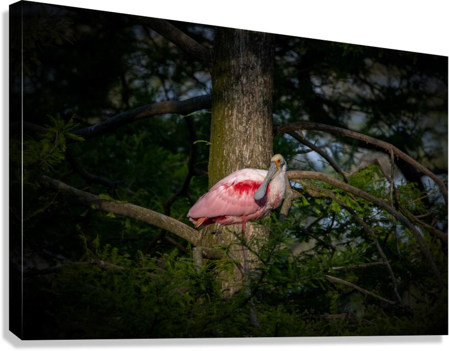 Spoonbill Canvas Print