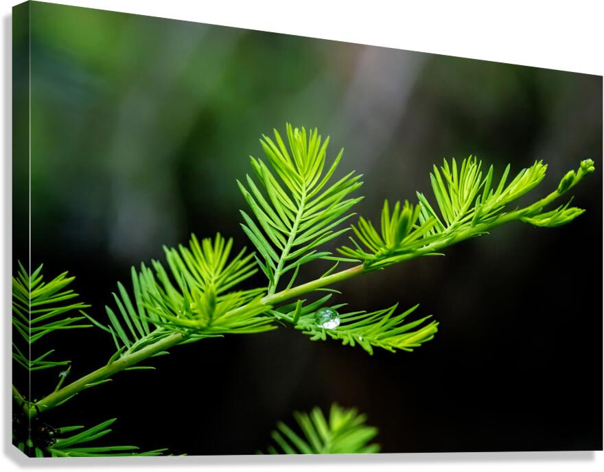 Delicate Cypress Canvas Print