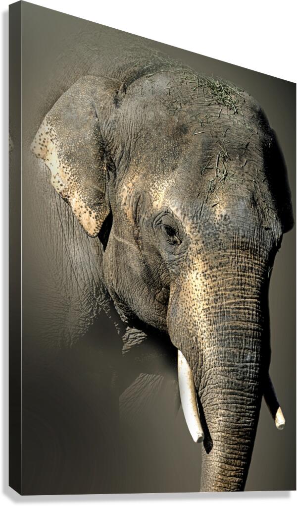 Enlarged  Canvas Print