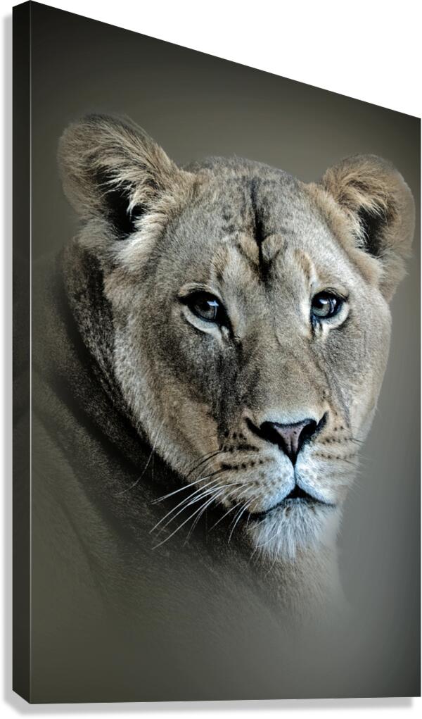 Lioness Canvas Print