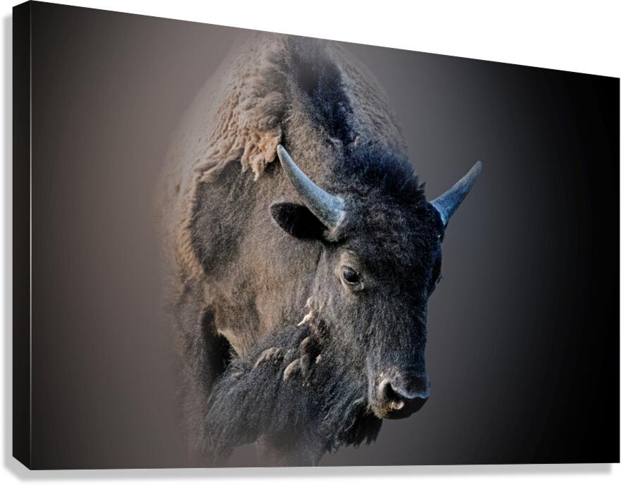 Schluff Canvas Print