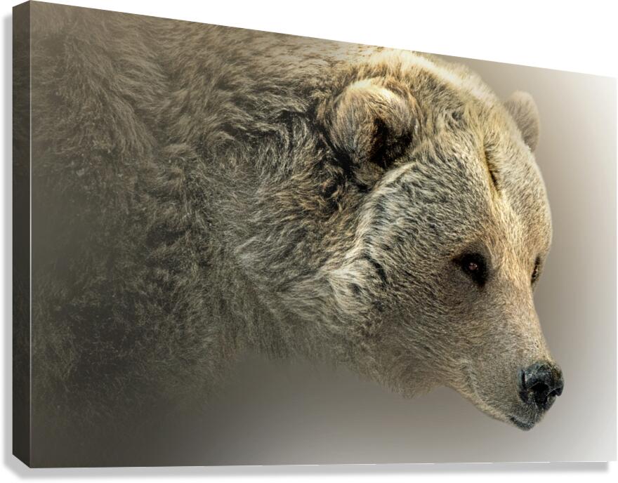 Hey Bear Canvas Print