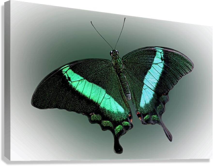 Swallowed Gem Canvas Print