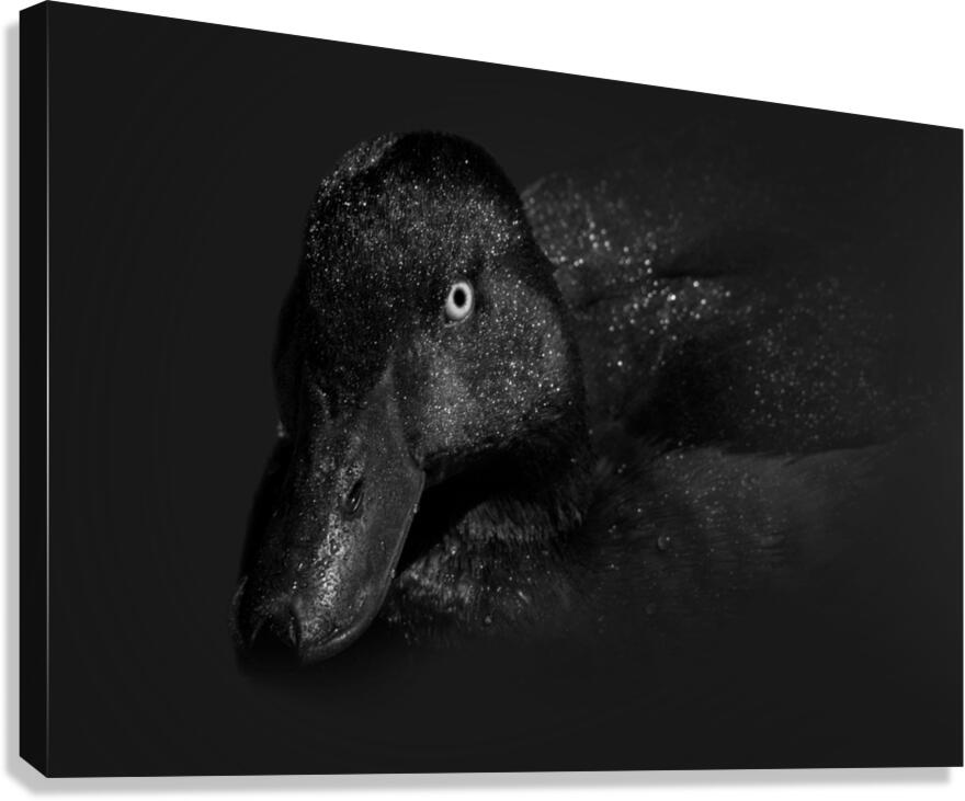 Dark Wing Canvas Print